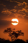 Kruger sunset