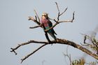 Lilac breasted roller