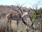 Female kudu