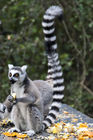 Ringtail lemur at Monkeyland