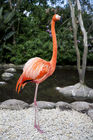 Flamingo at Birds of Eden park