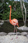 Flamingo at Birds of Eden park