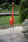 Flamingo at Birds of Eden park