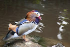Mandarin duck at Birds of Eden park