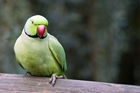 Ringneck parakeet at Birds of Eden park