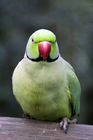 Ringneck parakeet at Birds of Eden park