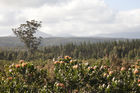 Proteas in the Wilderness National Park