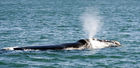 Southern right whale in Walker Bay