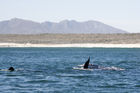 Southern right whale in Walker Bay