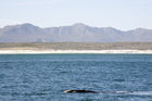 Southern right whale in Walker Bay