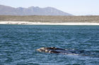 Southern right whale in Walker Bay