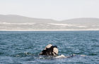 Southern right whale in Walker Bay