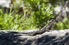 A lizard on Table Mountain