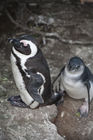 African penguins at Boulders Beach