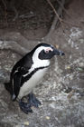 African penguin at Boulders Beach
