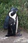 African penguins at Boulders Beach