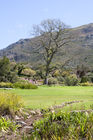 Kirstenbosch National Botanical Garden