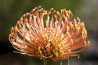 Pincushion protea at the Kirstenbosch National Botanical Garden