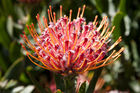 Pincushion protea at the Kirstenbosch National Botanical Garden