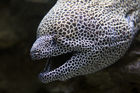 Honeycomb moray eel at the Two Oceans Aquarium
