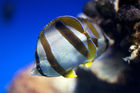 South African butterflyfish at the Two Oceans Aquarium