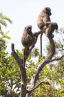 Baboons up a tree at Kwa Maritane resort