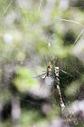 Spider web at the Cascades waterfall in Royal Natal National Park