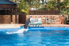 A dolphin at uShaka Marine World