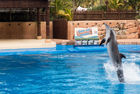 A dolphin at uShaka Marine World