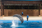 A dolphin at uShaka Marine World