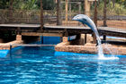 A dolphin at uShaka Marine World