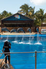 Dolphins at uShaka Marine World