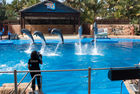 Dolphins at uShaka Marine World