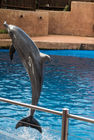 A dolphin at uShaka Marine World