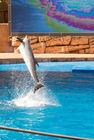 A dolphin at uShaka Marine World