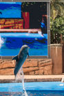 A dolphin at uShaka Marine World