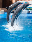 Performing dolphins at uShaka Marine World