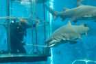 Shark feeding at uShaka Marine World