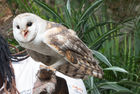 An owl at the Umgeni River Bird Park