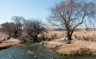 Zebras at the Rietvlei Nature Reserve