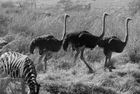 Ostriches and zebra at the Rietvlei Nature Reserve