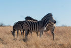 Zebras at the Rietvlei Nature Reserve
