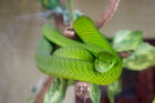 Green mamba at the PheZulu game park
