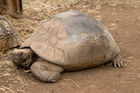 Tortoise at the PheZulu game park