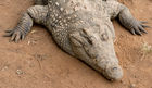 Nile crocodile at the PheZulu game park