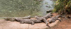 Nile crocodiles at the PheZulu game park