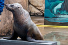 A seal at uShaka Marine World