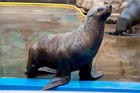 A seal at uShaka Marine World