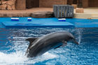 A dolphin at uShaka Marine World