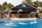Dolphins at uShaka Marine World